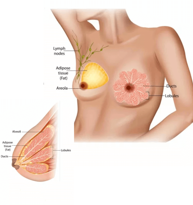 Cấu trúc ngực phụ nữ