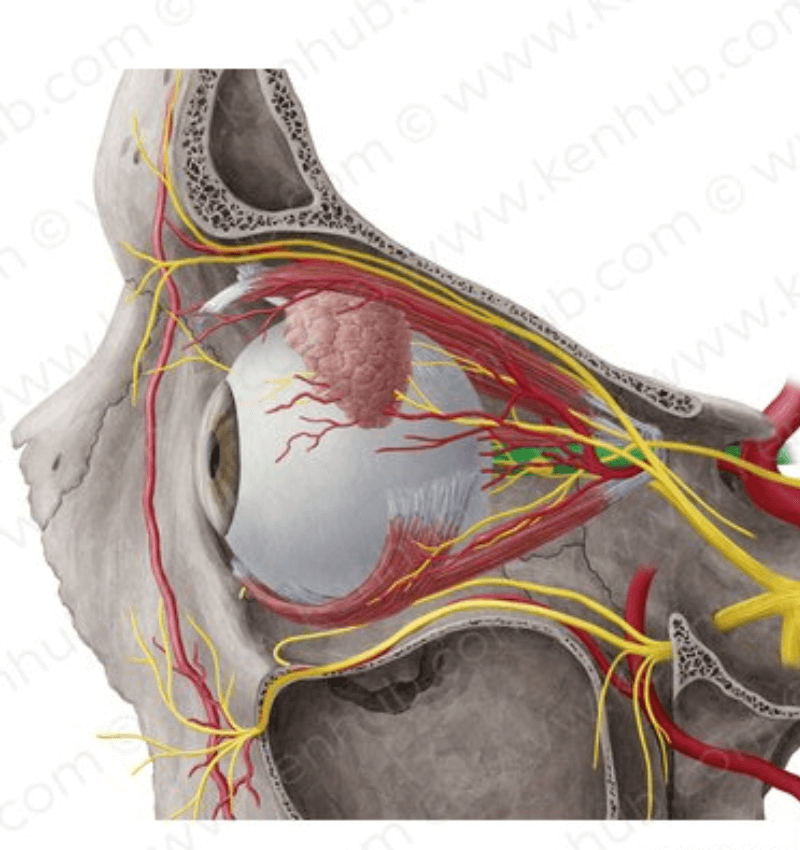 Do các bệnh lý khác liên quan đến thần kinh